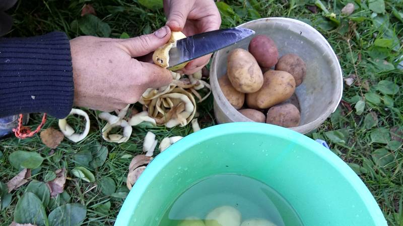 For which plants can potato peelings be used as fertilizer