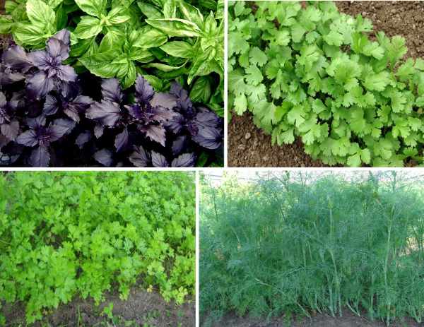 When to sow parsley and dill before winter and is it possible to do it