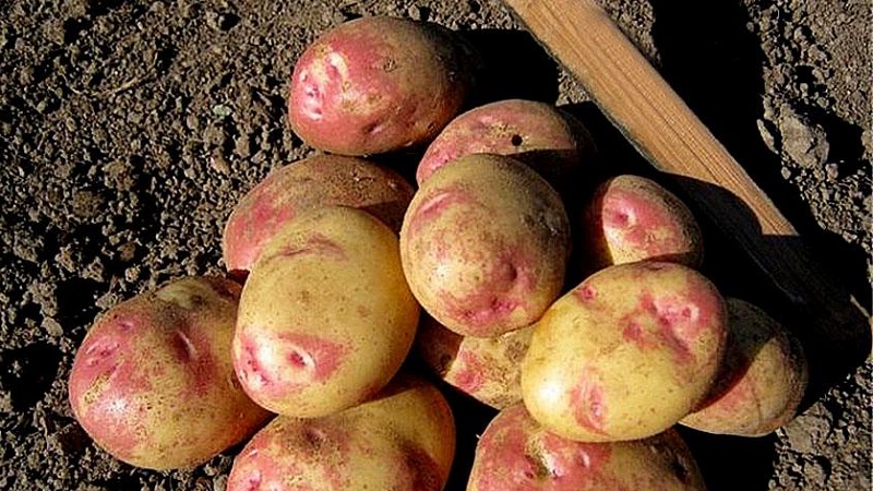 As melhores variedades de batata precoce: Orchid, Lady Claire, Assol e outras