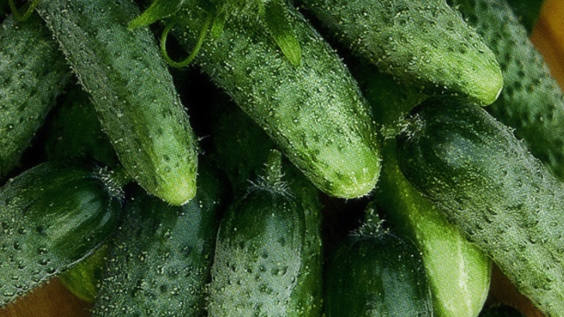 The best self-pollinated varieties of cucumbers for open ground