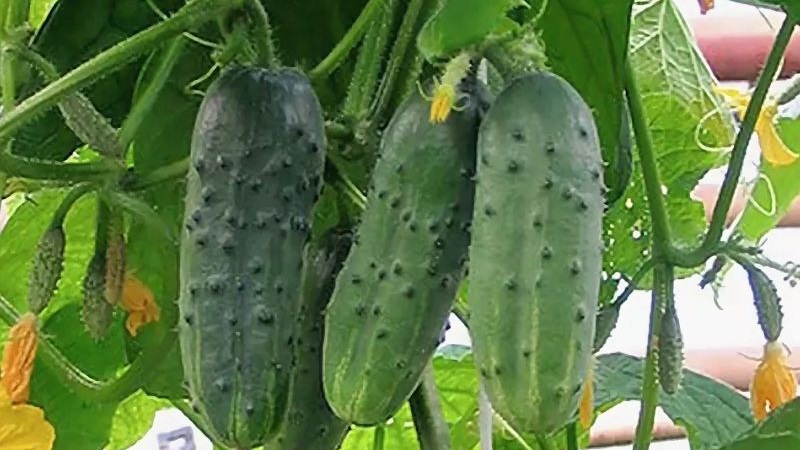 De beste zelfbestoven komkommersoorten voor de volle grond