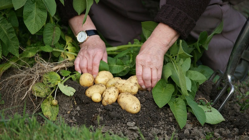 As melhores variedades de batata siberiana e dicas para cultivá-las