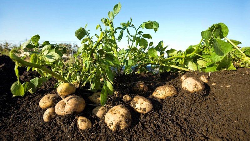 Les meilleures variétés de pommes de terre sibériennes et conseils pour les cultiver