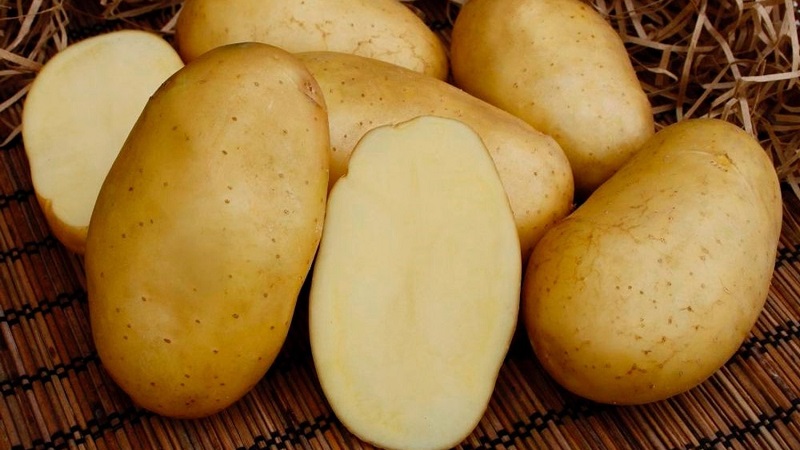 As melhores variedades de batata siberiana e dicas para cultivá-las