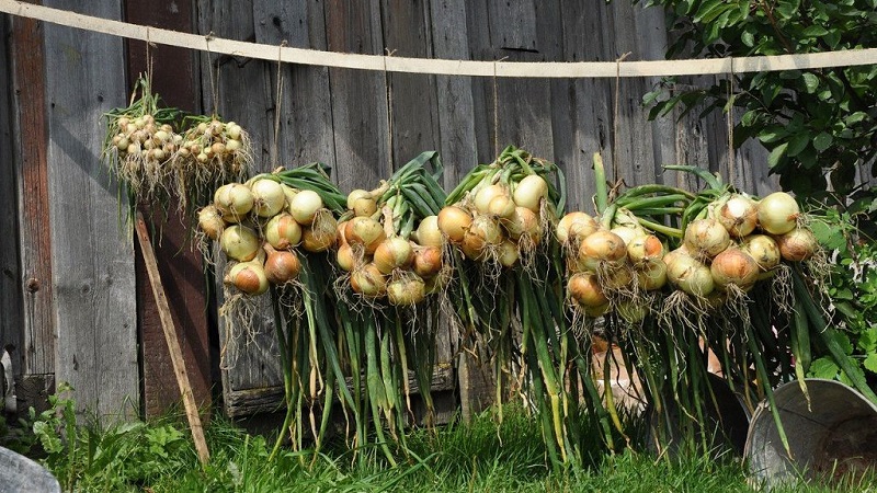 Consejos importantes: como secar correctamente las cebollas después de cosecharlas del jardín