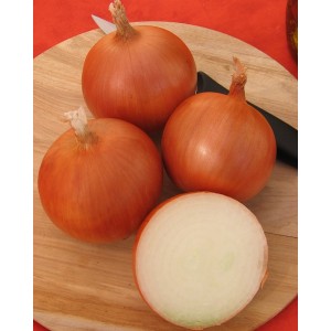 Multi-bud hybrid of Manas onion that tolerates drought well