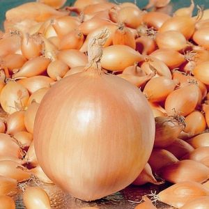 Early ripe onion variety Olin with excellent yield and excellent taste