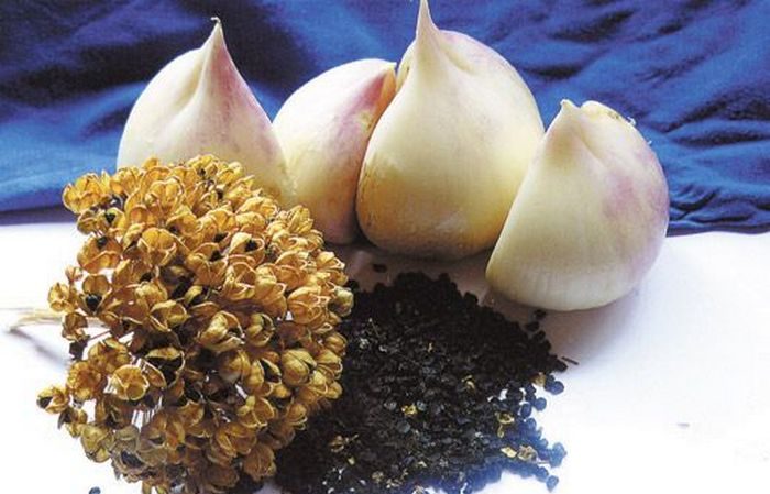 Amazing properties of Suvorov's onion-garlic (Anzur)