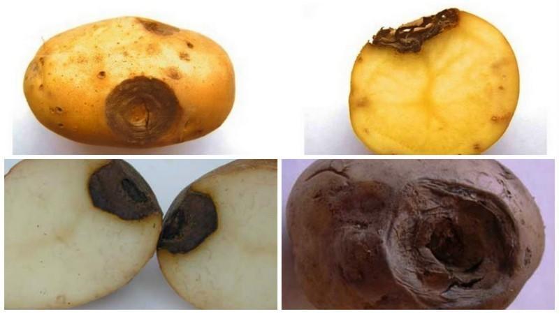 Varför finns det fläckar på potatis: åtgärder för att bekämpa körteln och andra sjukdomar