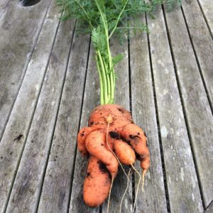 Razões pelas quais as cenouras são retorcidas e cheias de tesão e métodos para cultivar até mesmo raízes