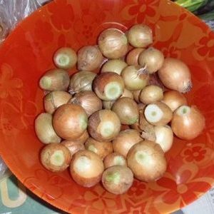 Why cut onions when planting before winter and whether it is necessary to do it