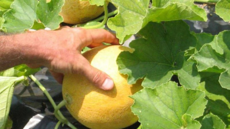 Caractéristiques de la culture des melons dans la région de Moscou en plein champ