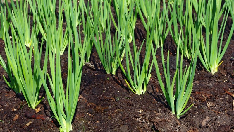 Step-by-step guide to replanting and caring for Batun onions in the fall