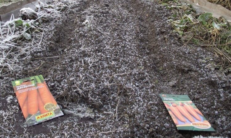 Un guide de plantation de carottes pour l'hiver pour les jardiniers débutants