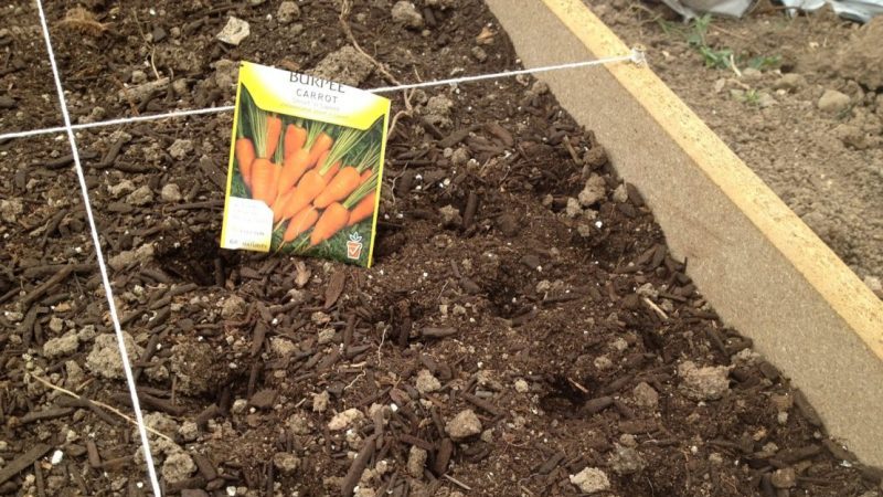 Un guide de plantation de carottes pour l'hiver pour les jardiniers débutants