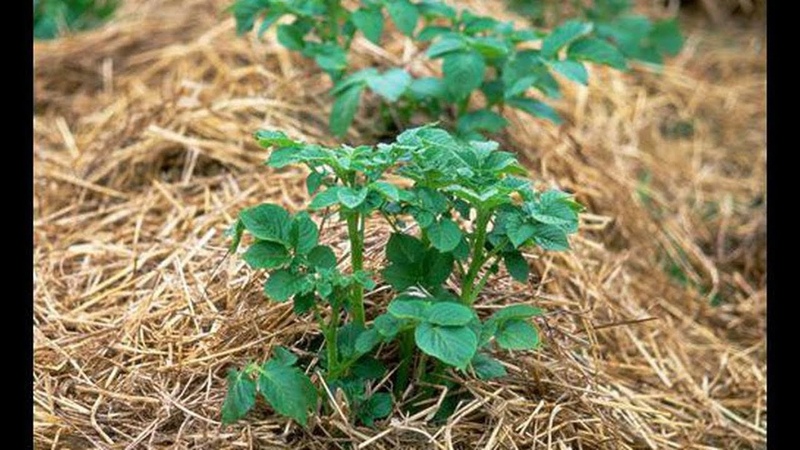 Como plantar batatas adequadamente sob palha no jardim