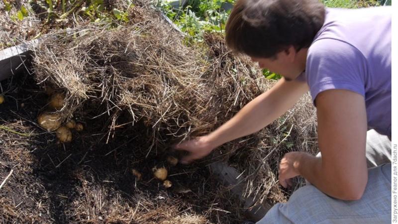 Hoe aardappelen op de juiste manier onder stro in de tuin te planten