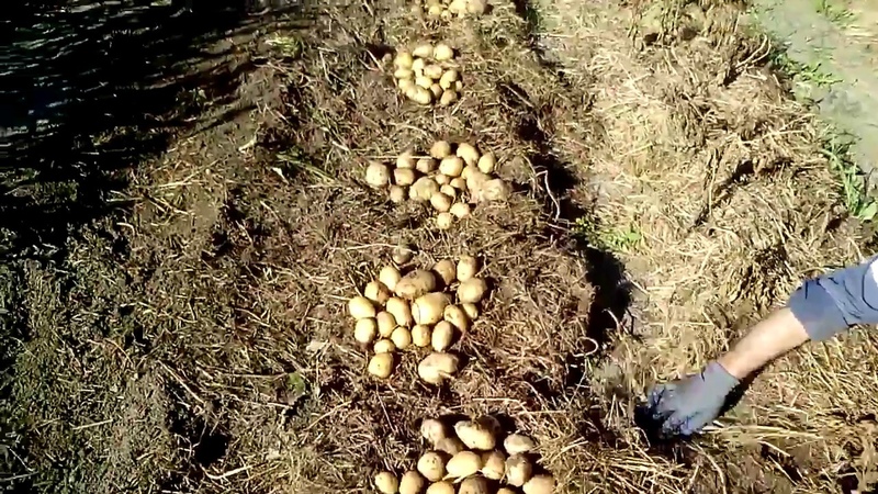 Hoe aardappelen op de juiste manier onder stro in de tuin te planten