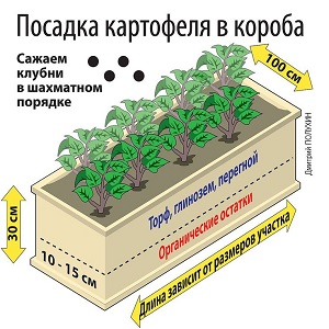 Průvodce krok za krokem pěstování brambor v bednách a bednách