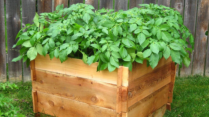 Hướng dẫn từng bước để trồng khoai tây trong thùng và hộp