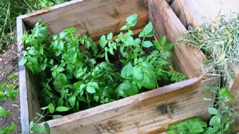 Una guía paso a paso para cultivar papas en cajones y cajas