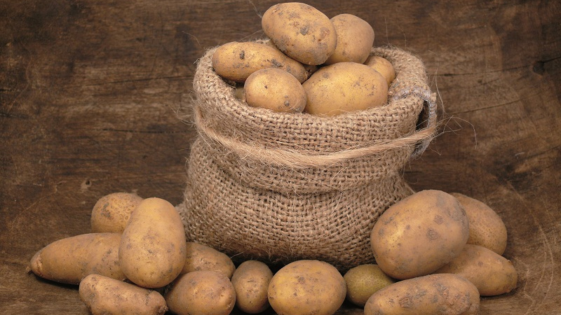 Regras de armazenamento para batata-semente: instruções para preparar sementes e condições ideais