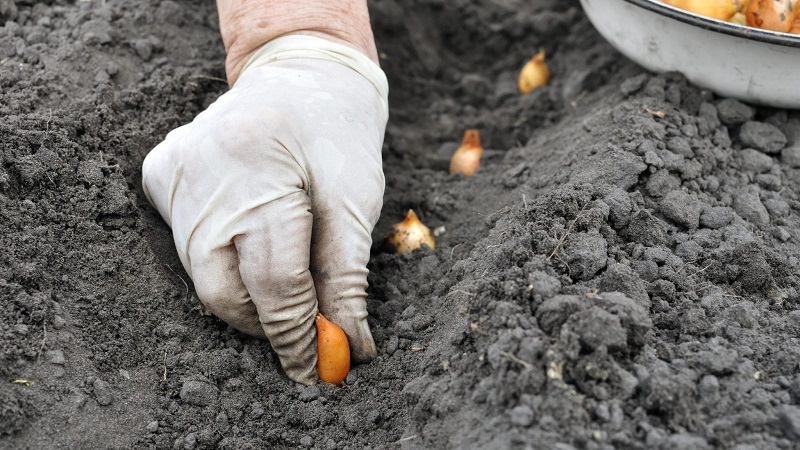 Rules for planting onions on a turnip before winter