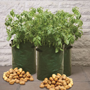 כללים לגידול תפוחי אדמה בשקיות