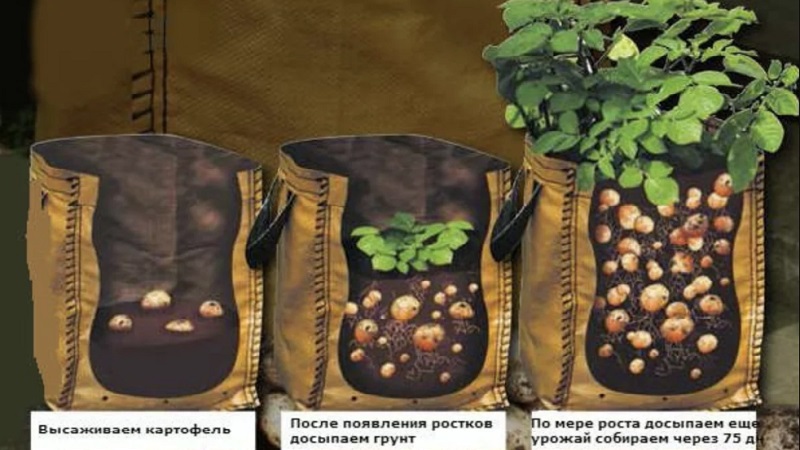 כללים לגידול תפוחי אדמה בשקיות