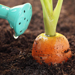 Razões pelas quais as cenouras são retorcidas e cheias de tesão e métodos para cultivar até mesmo raízes