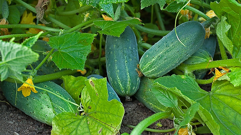 Prolongando o período de frutificação dos pepinos: receitas eficazes para a alimentação em agosto