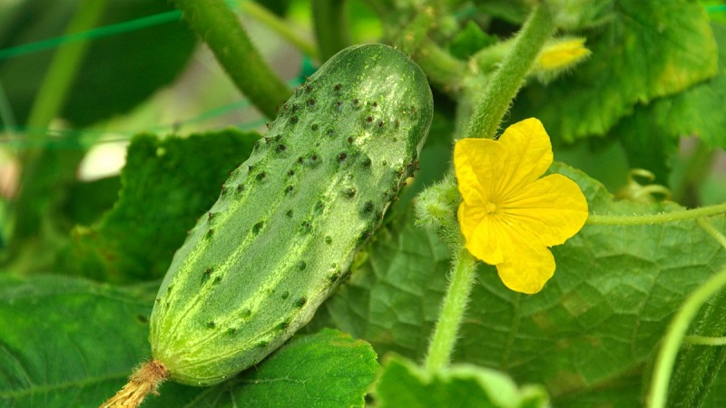 Prolongando o período de frutificação dos pepinos: receitas eficazes para a alimentação em agosto
