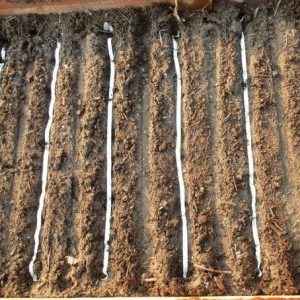 Hur man planterar morotfrön på ett band och hur man gör dem hemma