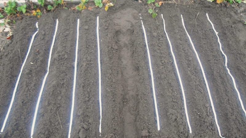 Jak správně zasadit semena mrkve na stuhu a jak je vyrobit doma