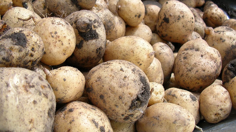 Có thể cho chuột lang ăn khoai tây sống không: có nên cho chuột lang luộc và thức ăn chăn nuôi, khoai tây cho động vật