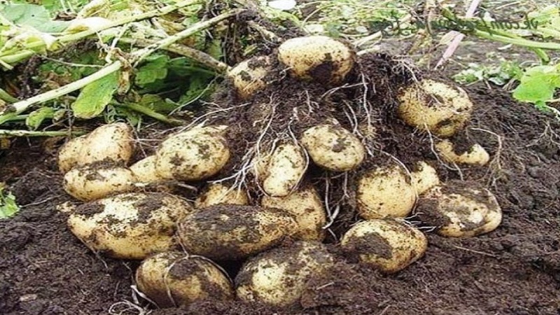 Growing potatoes according to the Chinese method