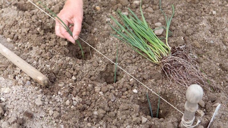 Cultivo y cuidado de puerros al aire libre desde la siembra hasta la cosecha