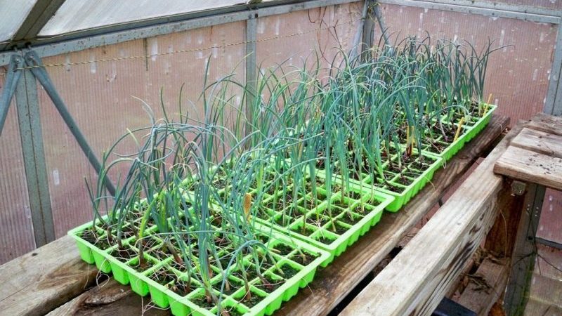 Cultivo y cuidado de puerros al aire libre desde la siembra hasta la cosecha