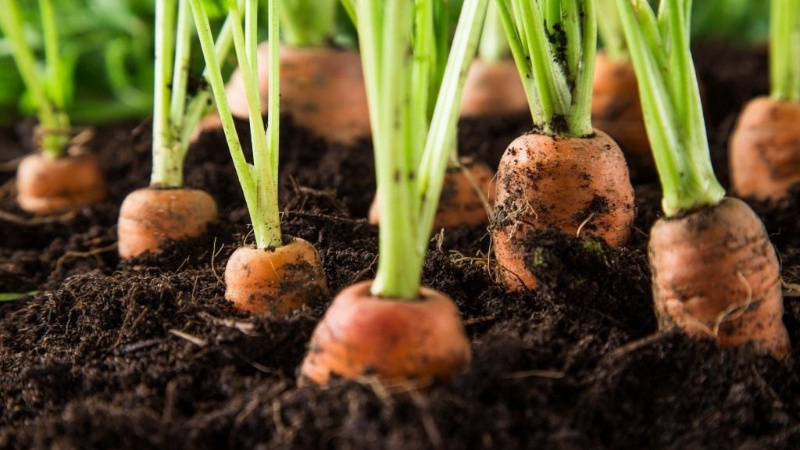 Instructions pour la culture des carottes dans le pays pour les débutants