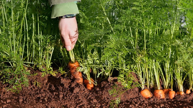 Instrucciones para cultivar zanahorias en el país para principiantes.