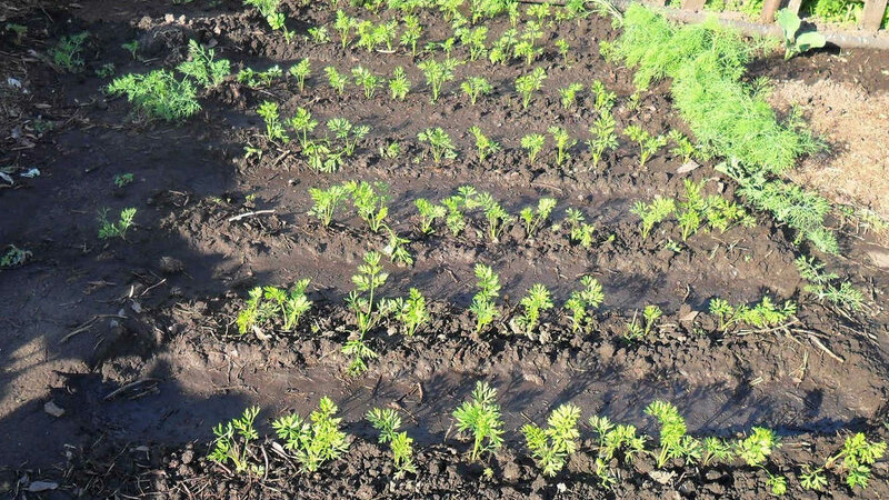 Instrucciones para cultivar zanahorias en el país para principiantes.