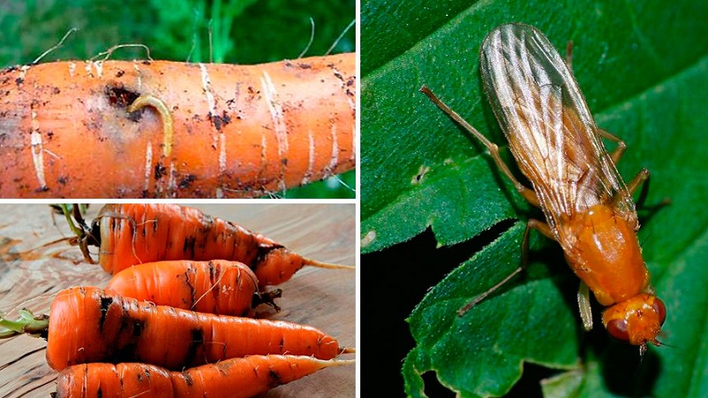 Инструкции за отглеждане на моркови в страната за начинаещи