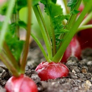 Упутство за узгој ротквице у стакленику зими за продају и профитабилност овог посла