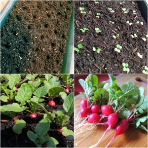 Instructions for growing radishes in a greenhouse in winter for sale and the profitability of this business