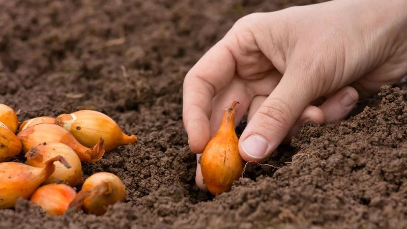Wählen Sie die Zwiebel, die Sie vor dem Winter auf Gemüse pflanzen möchten, und pflanzen Sie sie richtig ein