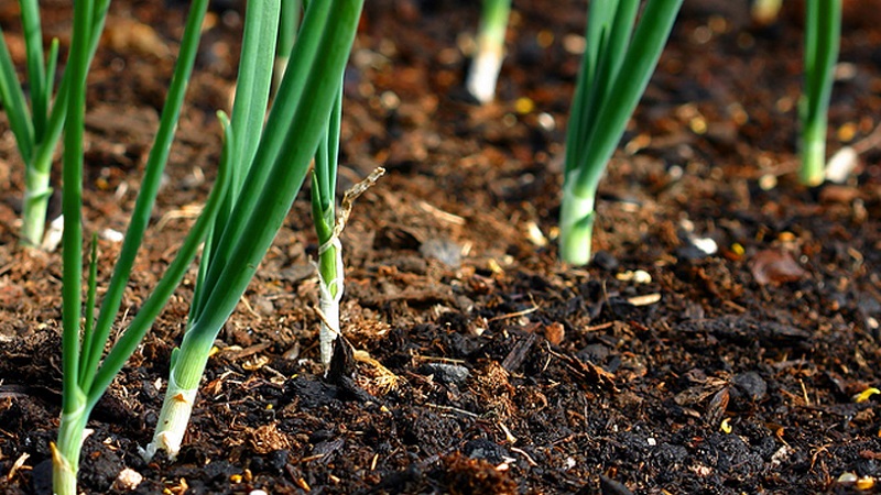 Choosing which onion to plant on greens before winter and plant it correctly