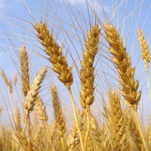 Fáze setby ozimé pšenice a další péče o výsadbu