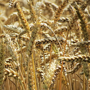 Fáze setby ozimé pšenice a další péče o výsadbu