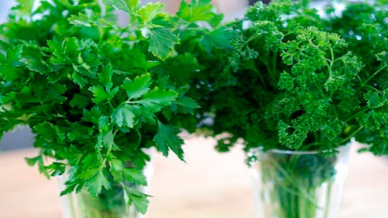 A beginner gardener's guide to growing parsley