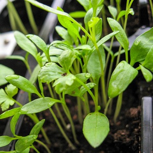 Kezdő kertész útmutató a petrezselyem termesztéséhez